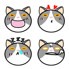 NEKO-San the cat