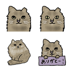 MOFUMOFU CAT