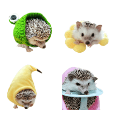 Hedgehog funny cute-4