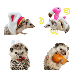 Hedgehog funny cute-5