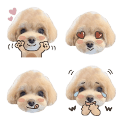 Chay_maltipoo_Emoji