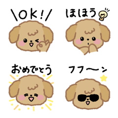 Toy poodle with the Beige color2