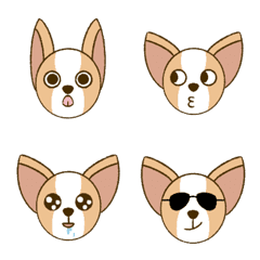 Chihuahua LELE