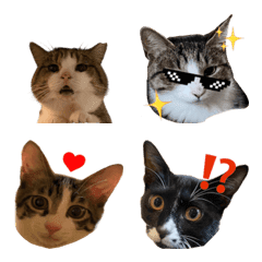 coo3家のかわいい猫たち