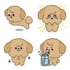 Toy poodle with the Beige color4