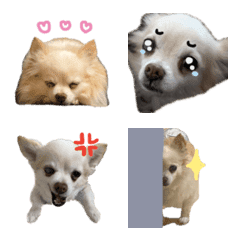 long coat chihuahua Gintaro Emoji