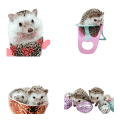 Hedgehog funny cute-7