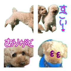 [Emoji] naughty toy poodle