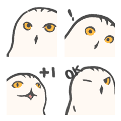 Snowy Owl Gomako is 1.5 years old 2