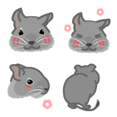 degu sisters