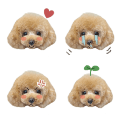 toypoodle_haru_emoji