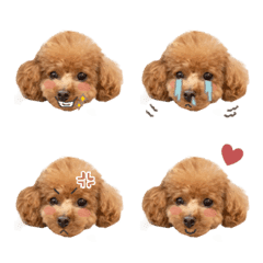 toypoodle_pote