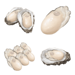 oyster 1