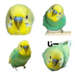 わがままインコゆっぴー絵文字