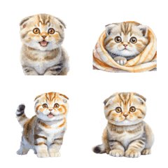 Scottish Fold kitten Emoji Cream tabby