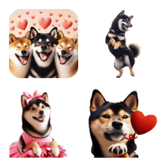 Black Shiba Inu[Real] Cheerful, loving