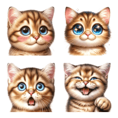 Expressions of the Tabby Cat 'Banban'!