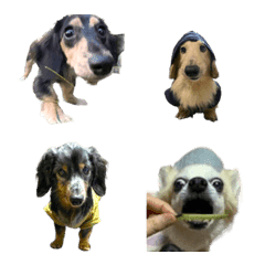 dachshund Three Matsu