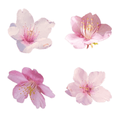 世界で最も美しい花絵文字　桜 編