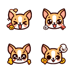 Playful Chihuahua