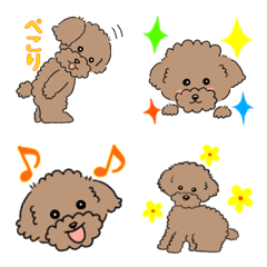 chill_Aoto_toy poodle