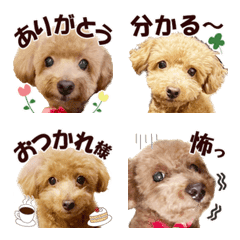 a real dog toy poodle moco emoji3