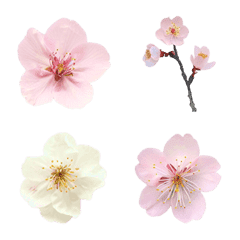 cherry  blossom
