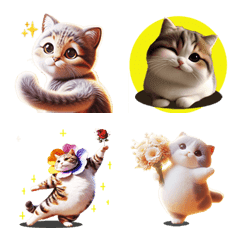 Dance cute chubby cat Exciting everyday