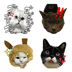にゃんずコレクション
