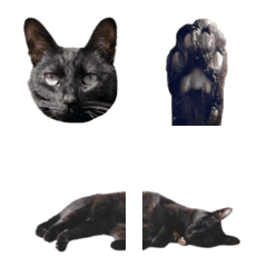 [実写] 動くリアル黒猫の絵文字