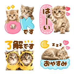 kawaii cat  photo emoji