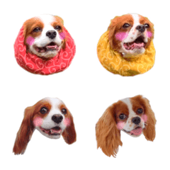 Cavalier chaprin Emoji