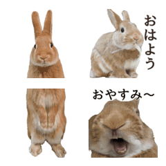 Rabbit daily LINE emoji