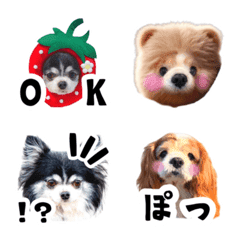 Cavalier&Chihuahua cocosora Emoji