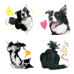 Cute pictograms of Border Collie