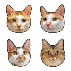 Cheese family emoji