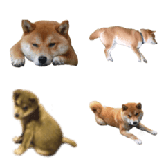 Japanese Shiba ELLEMI Emoji version