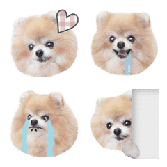 อิโมจิไลน์ Rescue dog pomeranian Pretz emoji
