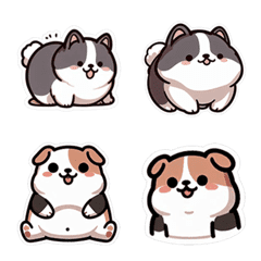 Cute fat dog chubby husky corgi