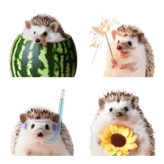 Bright Hedgehog Summer Emoji