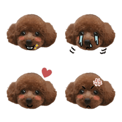 toypoodle_yuzu