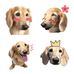 miniature dachshund  emoji