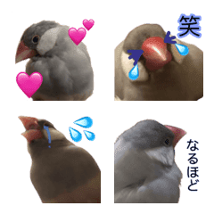 Silver java sparrow Emoji