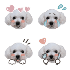 pomebichon_purin