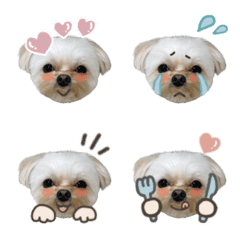 Chihuapoo_ruru