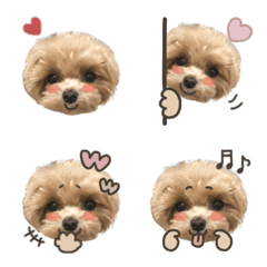 maltipoo_lou