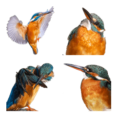 Beautiful Kingfisher Photo Emoji!