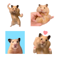 tanoshi hamster