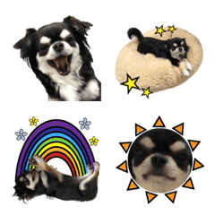 Chihuahua no Ren-chan emoji