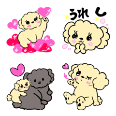 Teacup poodle4